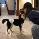 퍼피포레스트 이미지