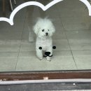 멍멍이 과자점 이미지