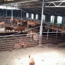 청산목장 이미지