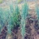 춘포면-14 이미지