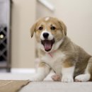 목감동물병원 이미지