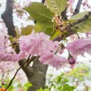 꽃동산어린이공원-2 | 전주 완산공원 꽃동산 겹벚꽃 개화시기 한복 데이트 코스