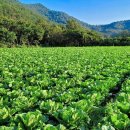 절임배추...6부 이미지