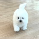 퍼피얌 그루밍 | 의왕꼬숑분양 퍼피에몽에서