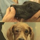 안녕 멍멍아 이미지