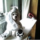 슈슈 동물병원 이미지