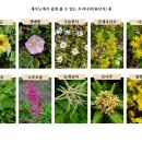 보름;꽃 이미지