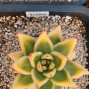 골드크레마 이미지