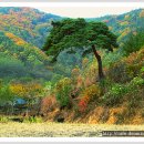 산골흑염소 Daum카페