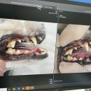 올치동물병원 이미지