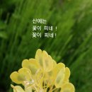 산에는꽃이피네 이미지