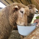 한신목장 이미지