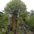 소나무 숲 리조트 이미지