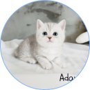 아담스펫 강아지분양 고양이분양 일산점 이미지