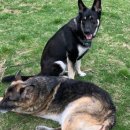 메이저독 이미지