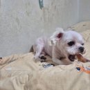 영희와바둑이 애견미용샵 이미지