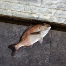 짱실내바다낚시터 이미지