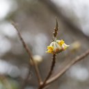 삼지닥나무 Edgeworthia chrysantha Lindl.종 이미지