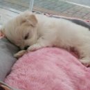 애니멀즈 강아지분양 고양이분양 천안점 이미지