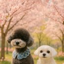 도톨그루밍 이미지