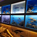 제주해양동물박물관 이미지