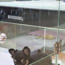 강아지분양 더펫 이미지