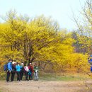 4월7일(토) 이천 산수유마을 꽃축제~원적산 임도~천년고찰 영원사~반룡송 = 봄맞이 종합선물세트 루트 갑니다. 이미지