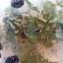 흥농종묘농약 이미지