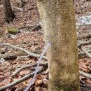 인제 가볼 만한 곳: 강원 인제 고로쇠마을(미산마을)