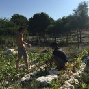 일한농장 이미지