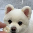 헬로우 그루밍 이미지