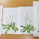 야생화천아트 이미지