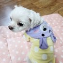 더펫샵(압량점) 이미지