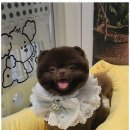 그루밍애견미용 네이버블로그