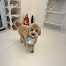 우리에너지 | 에너지 넘치는 골든두들 배넷미용 후기 우리 강아지가 더 사랑스러워졌어요!