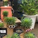 이레가든 이미지