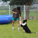 문경새재반려동물힐링센터(젠틀펫파라다이스) 이미지