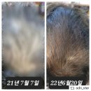 인셀덤 리본 대리점 | [성남인셀덤] 보타랩 1년 사용, 이래도 안쓰시나요?