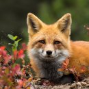 Red Fox