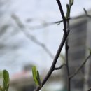 목련세차