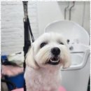 예쁘개 반려견미용샵 이미지