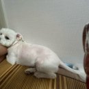 용용목장 이미지