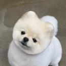 메씨엘리 이미지