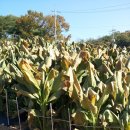 서리농장 이미지