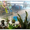 고양이랑놀자 이미지