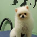 펫피플뉴코아