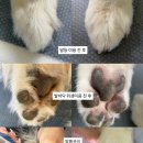멍즈니랜드 네이버블로그
