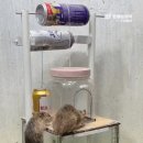 쥐덫 이미지