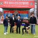 한국진도견 협회 춘계 전람회 이미지