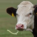 대한바이오피드 이미지